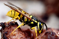 Wasps