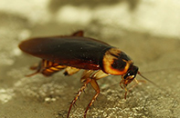 American Cockroach