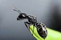 Black Ant