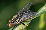 Cluster Fly