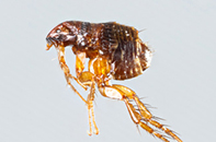 Cat Flea