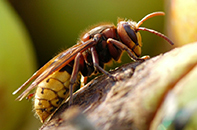 European Hornet