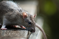 Norway Brown Rat