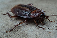 Cockroach