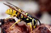 Common Wasp